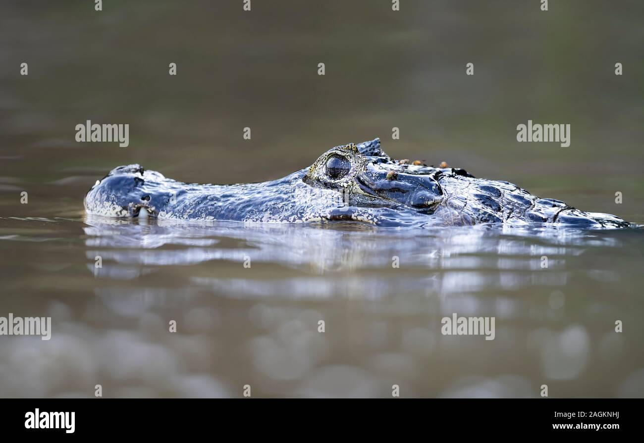 Close up di un caimano Yacare (yacare Caimano), Sud Pantanal, Brasile. Foto Stock