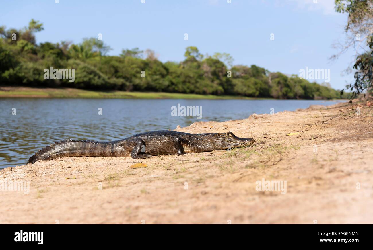 Close up di un caimano Yacare (yacare Caimano) su una riva di un fiume, Sud Pantanal, Brasile. Foto Stock