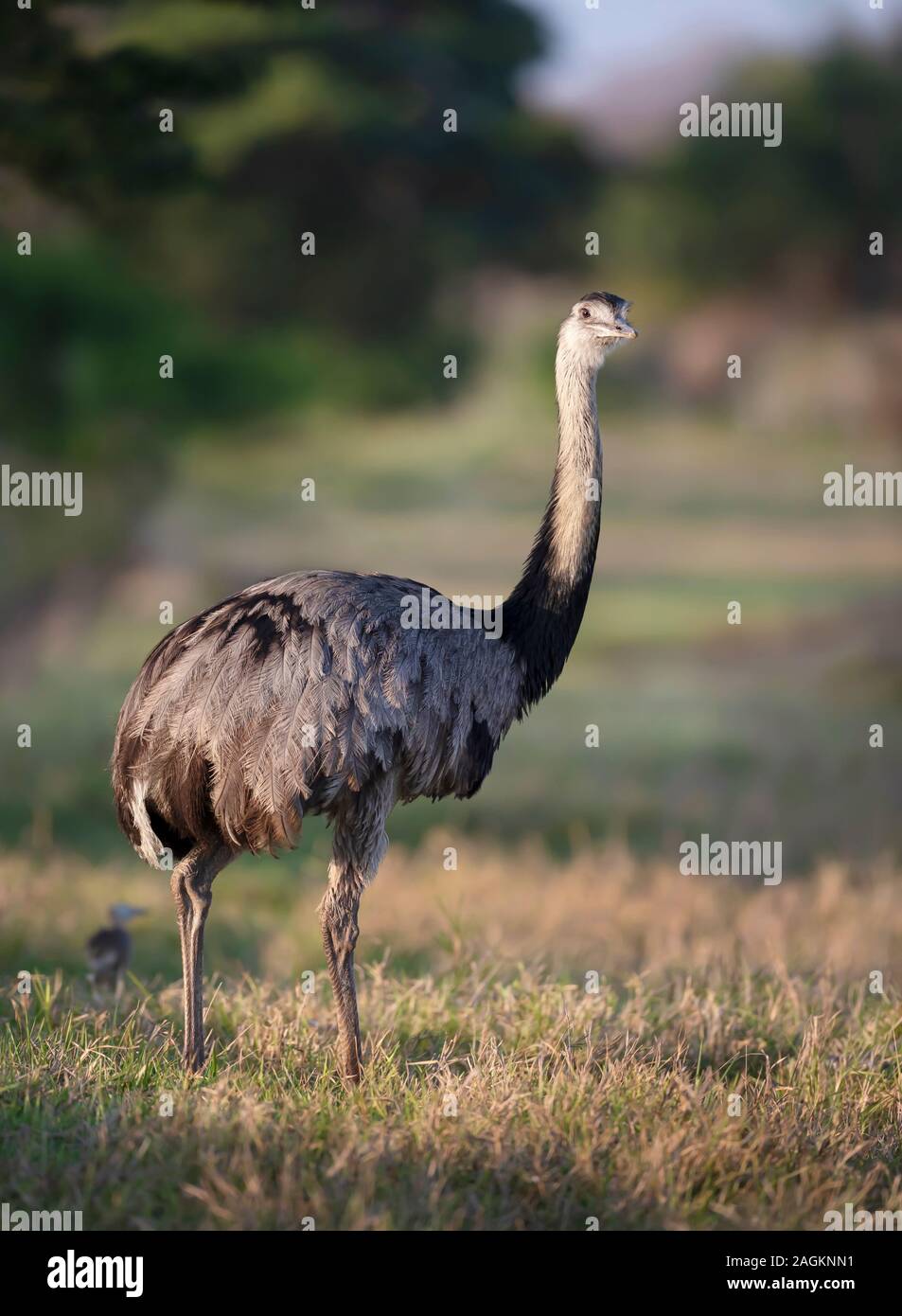 Chiudere fino ad un maggiore rhea (Rhea americana) in un prato, Pantanal, Brasile. Foto Stock