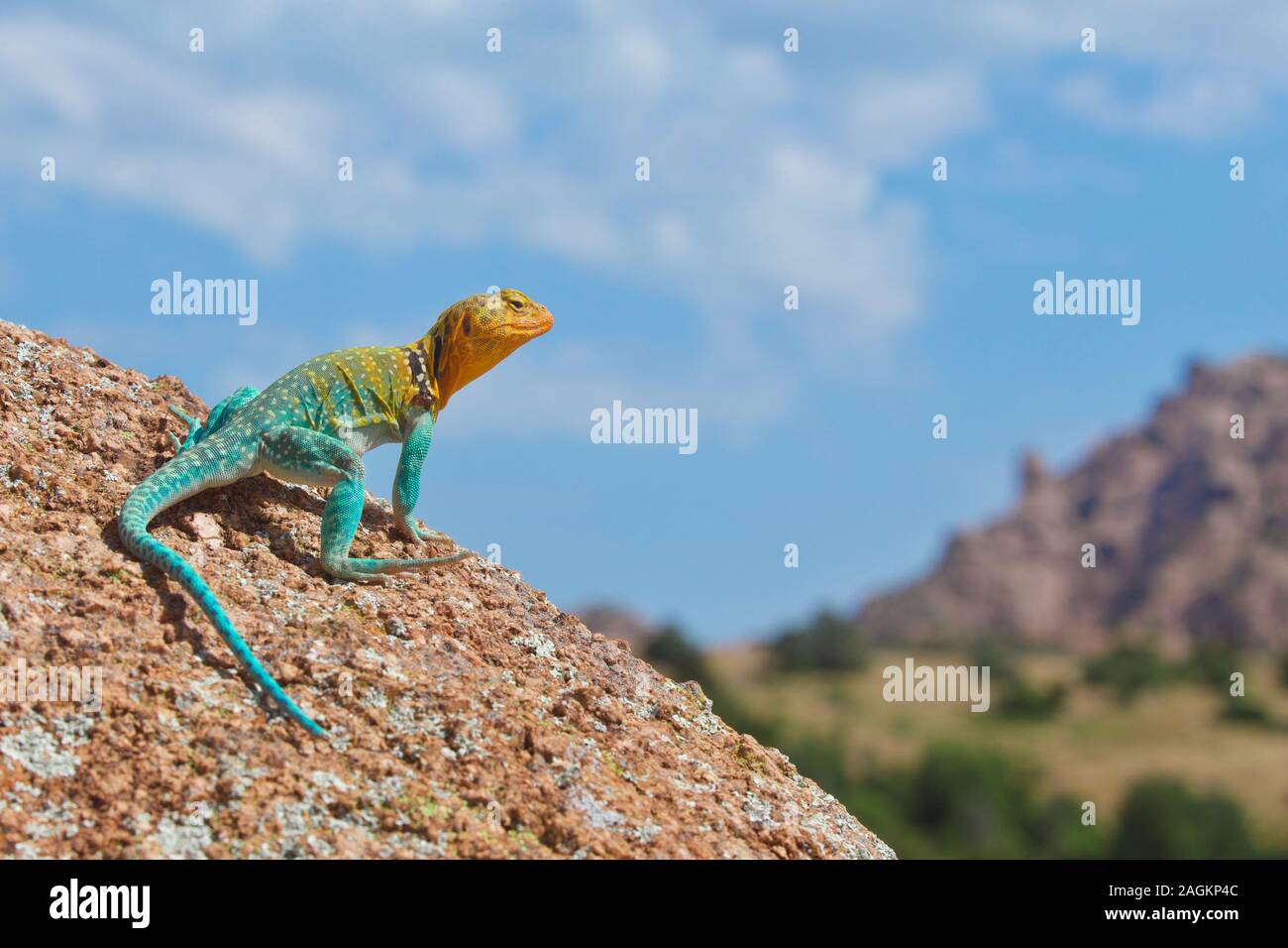 Ritratto ambientale di un maschio a collare orientale Lizard, fotografato in situ in Wichita montagne di Oklahoma. Foto Stock
