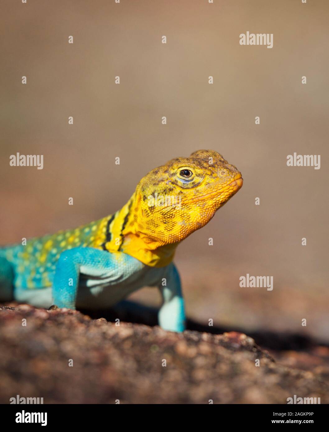 Collare orientale Lizard, close up ritratto, fotografata nel selvaggio. Questa è una wild lucertola, non un animale domestico. Foto Stock