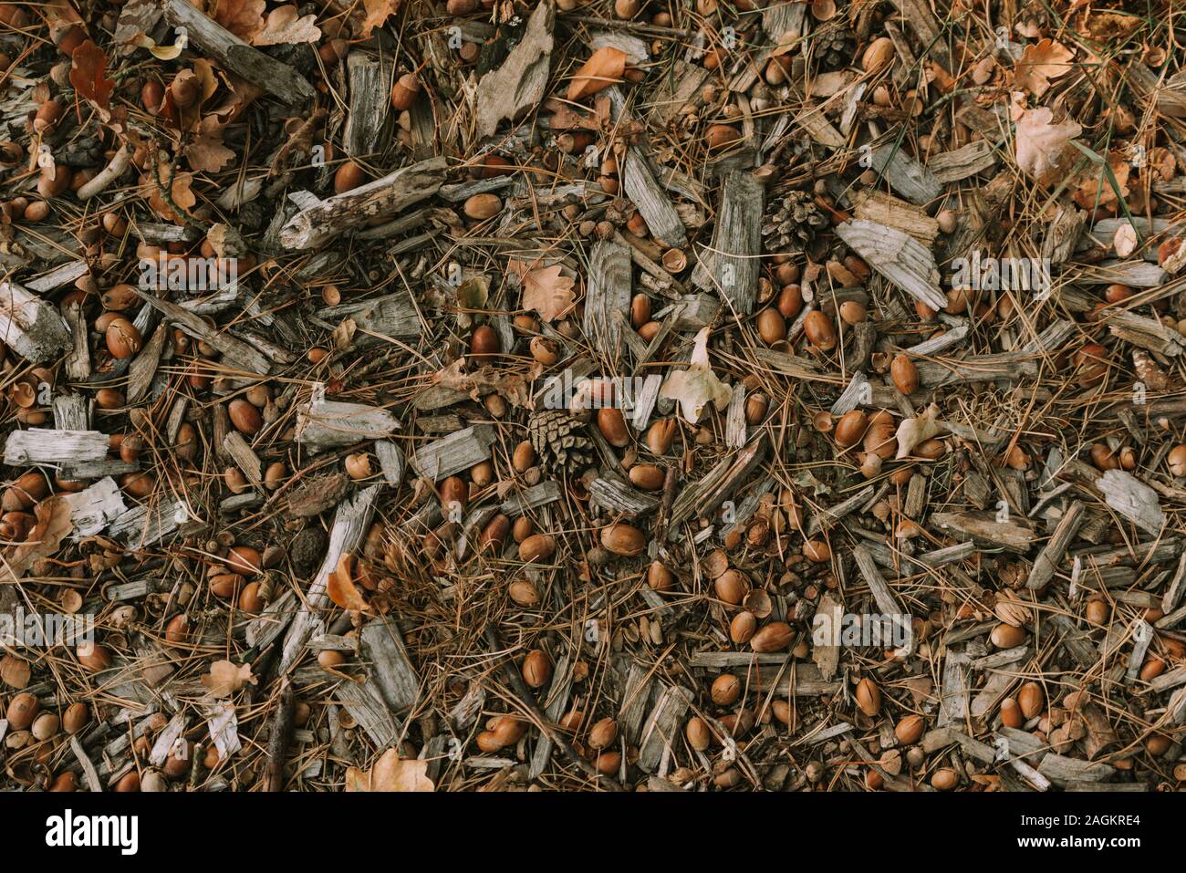 Close-up di legno le formiche. Moltitudine di rosso e nero formiche di legno sul pavimento della foresta Foto Stock