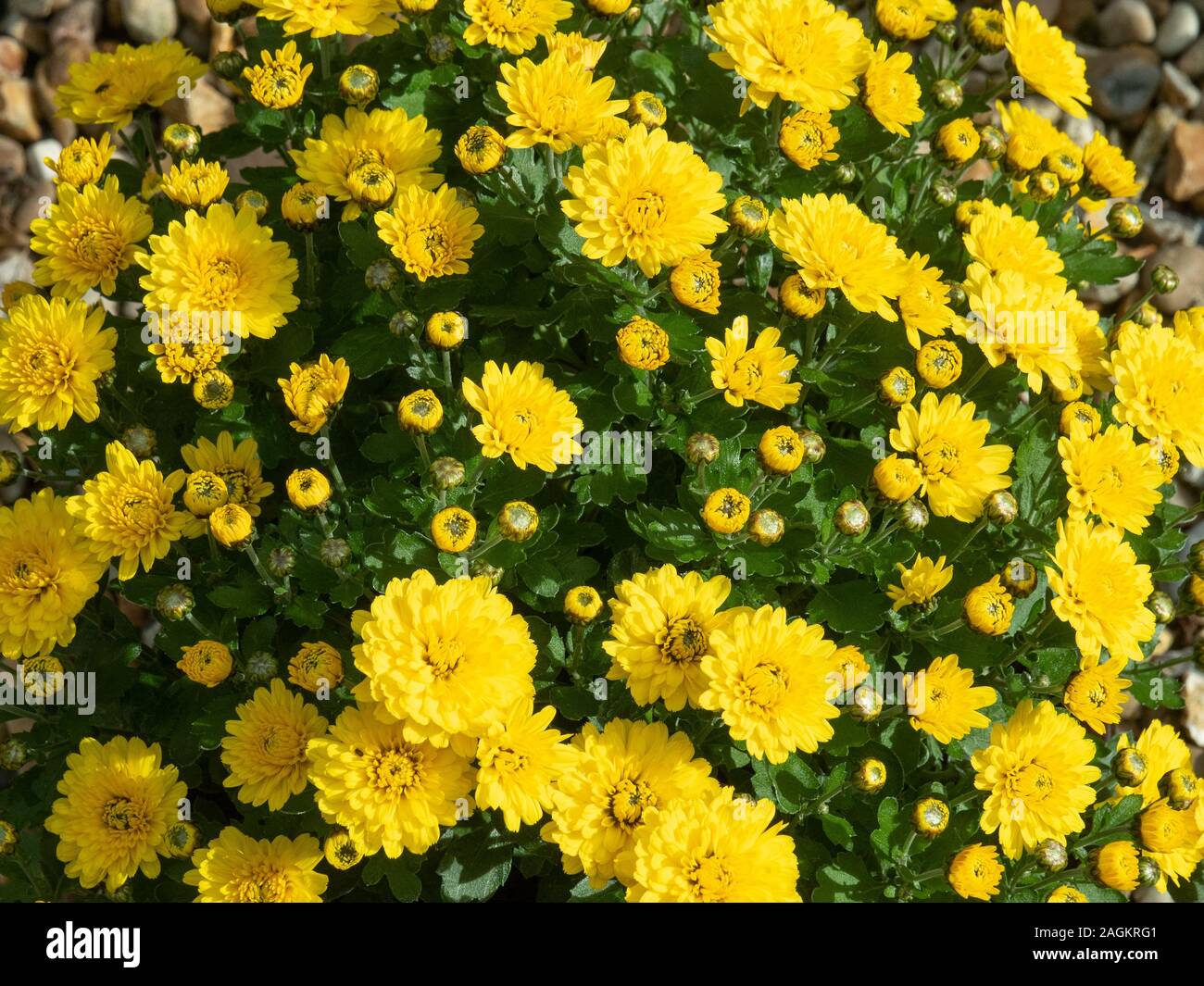 Il giallo chiaro fiori di crisantemo giallo Branroyal Foto Stock