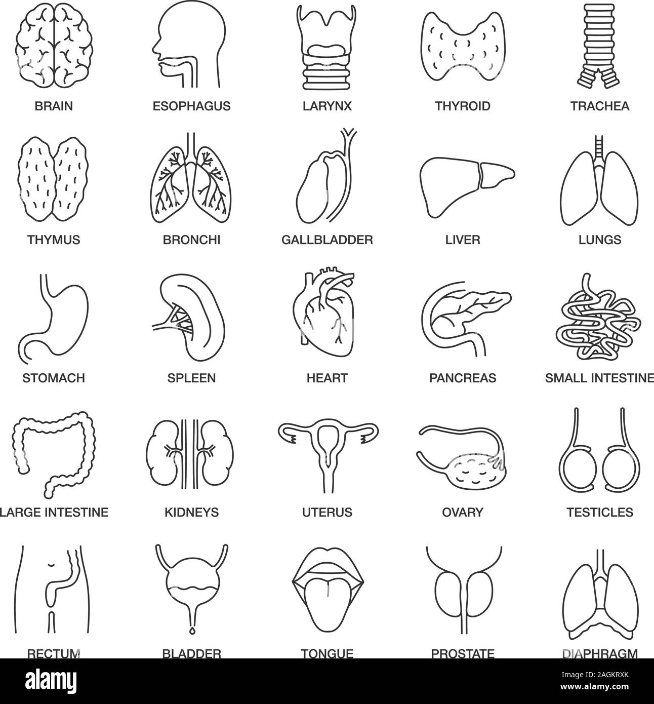 Human organi interni lineari di set di icone. Respiratorio, urinario, riproduttivo, sistemi digestivi. Linea sottile simboli di contorno. Vettore isolato illu contorno Illustrazione Vettoriale