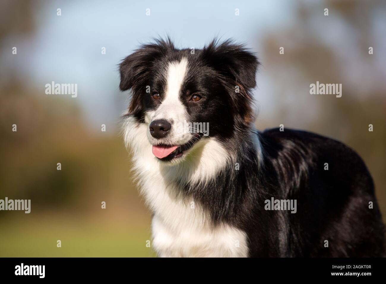 Primo piano ritratto di un giovane bordo bianco e nero Collie su uno sfondo naturale soft-focus. Foto Stock
