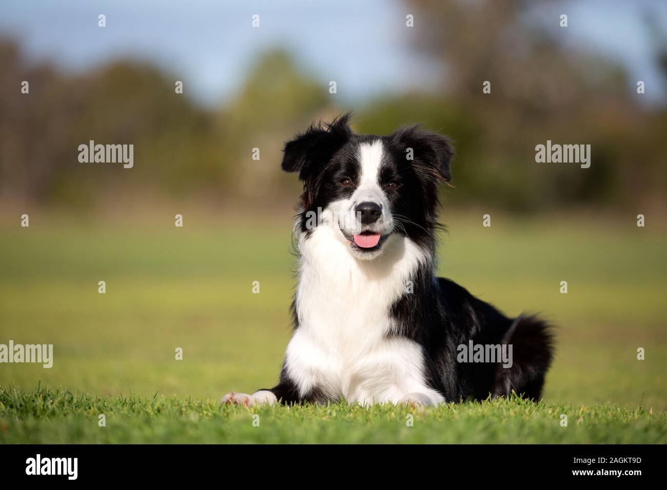 Un bel giovane Border Collie che stabilisce che guarda verso la telecamera in un ambiente naturale. Foto Stock