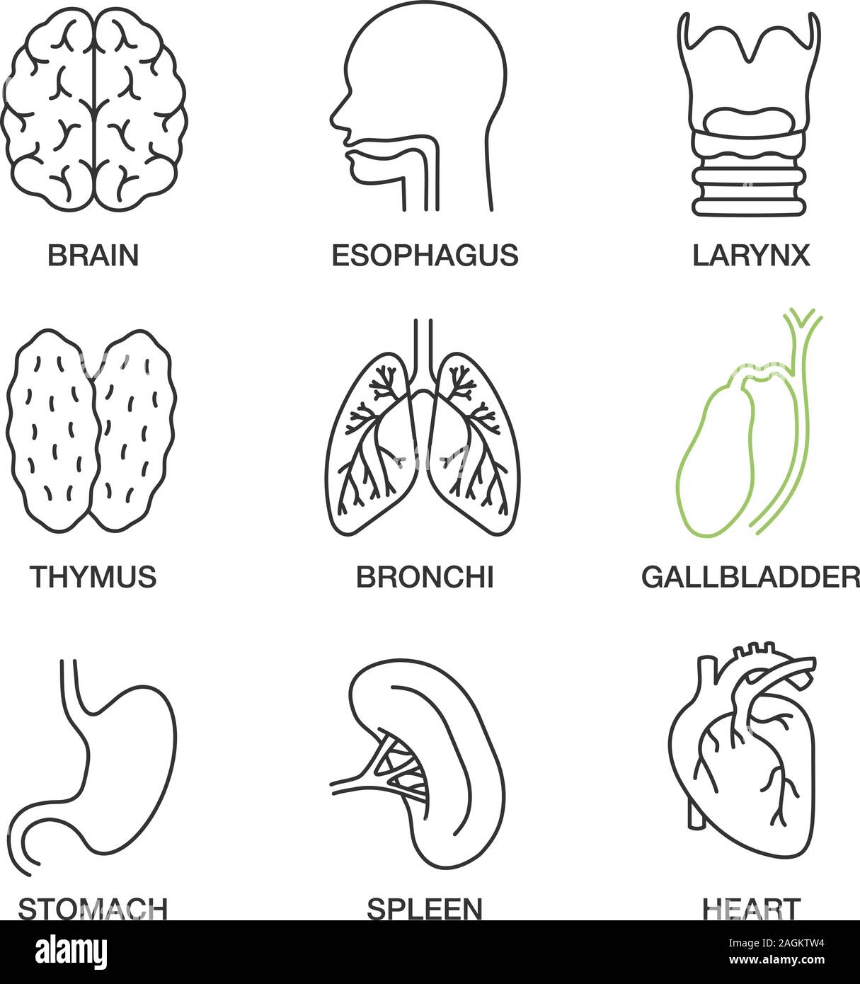 Organi interni lineari di set di icone. Cervello, esofago, laringe, timo, bronchi, cistifellea, stomaco, milza e cuore. Linea sottile simboli di contorno. Isolato Illustrazione Vettoriale