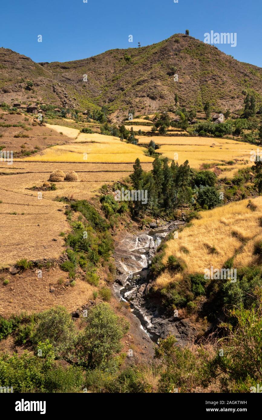 Etiopia, Amhara Region, Lalibela, Yemrehanna Kristos village, agricoltura, flusso nella gola rocciosa tra campi di orzo è pronta per il raccolto Foto Stock