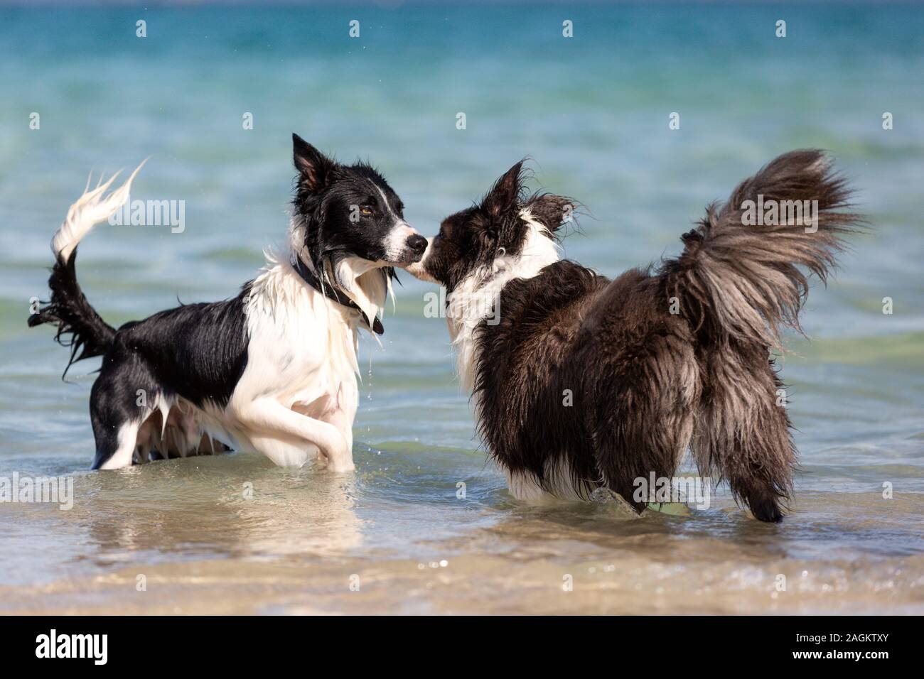 Due Border Collies salutarci in acqua sulla spiaggia. Foto Stock