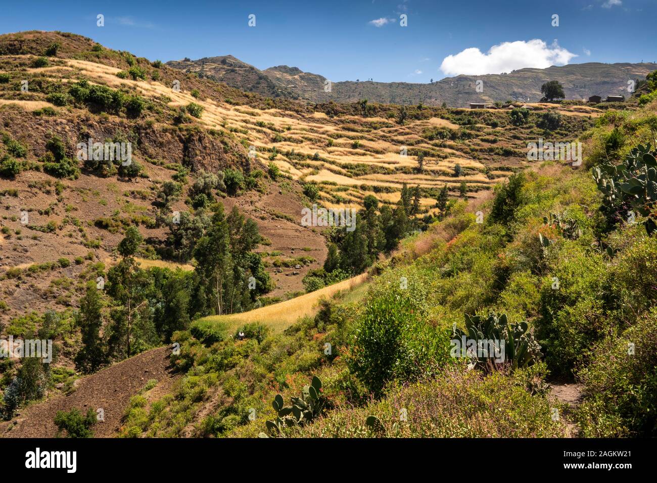 Etiopia, Amhara Region, Lalibela, Yemrehanna Kristos village, agricoltura, rifugi in gola rocciosa al di sotto a Schiera campi di orzo è pronta per il raccolto Foto Stock