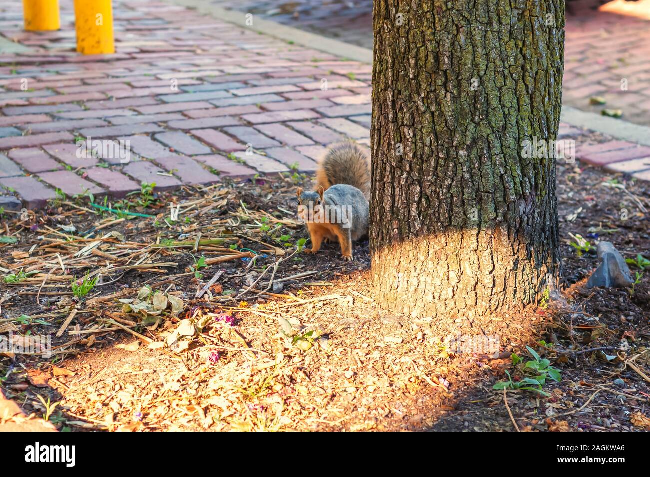 Un foraggio Fox Squirrel Sciurus niger-noto anche come la eastern Fox Squirrel o Bryant's Fox Squirrel in ambiente urbano. Foto Stock