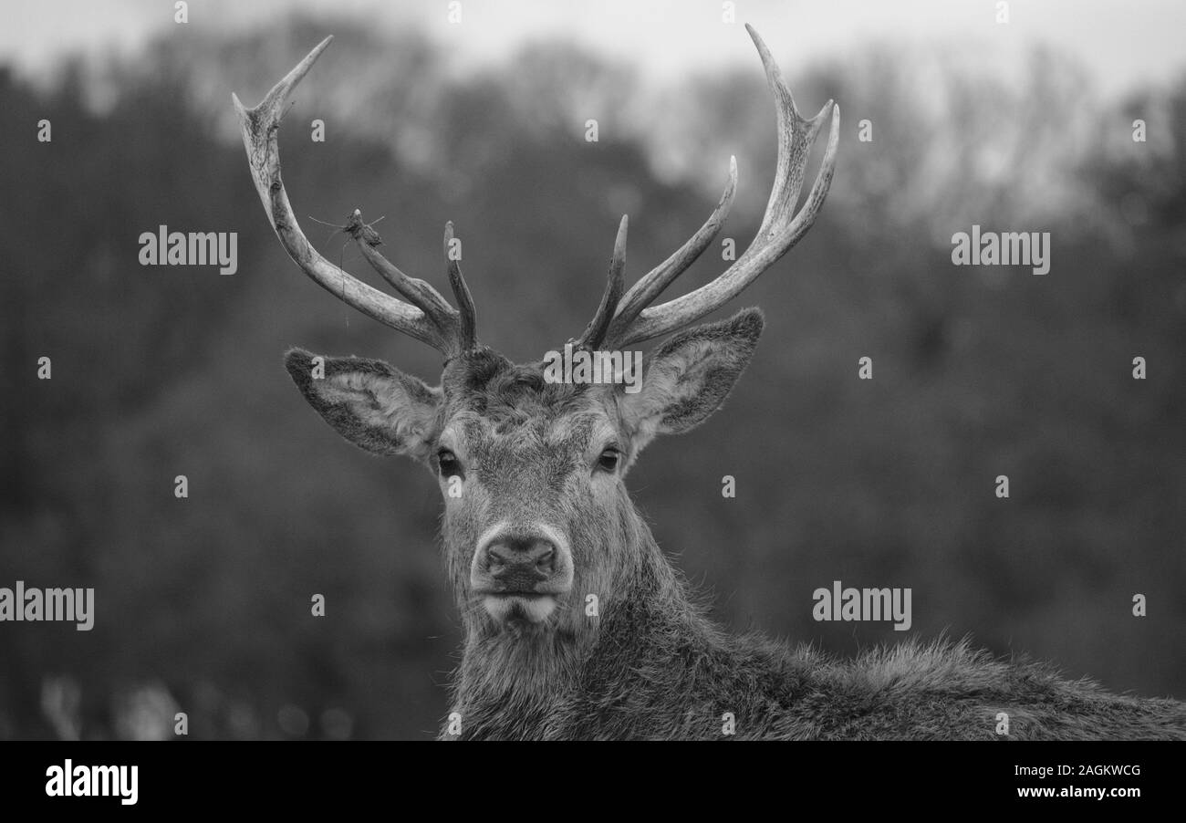 Cervi nei boschi Foto Stock