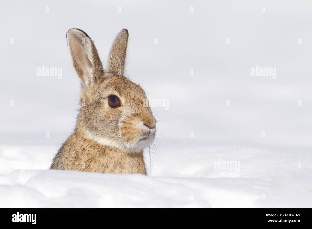Un selvaggio di coniglio silvilago emerge da una pesante nevicata fresca Foto Stock