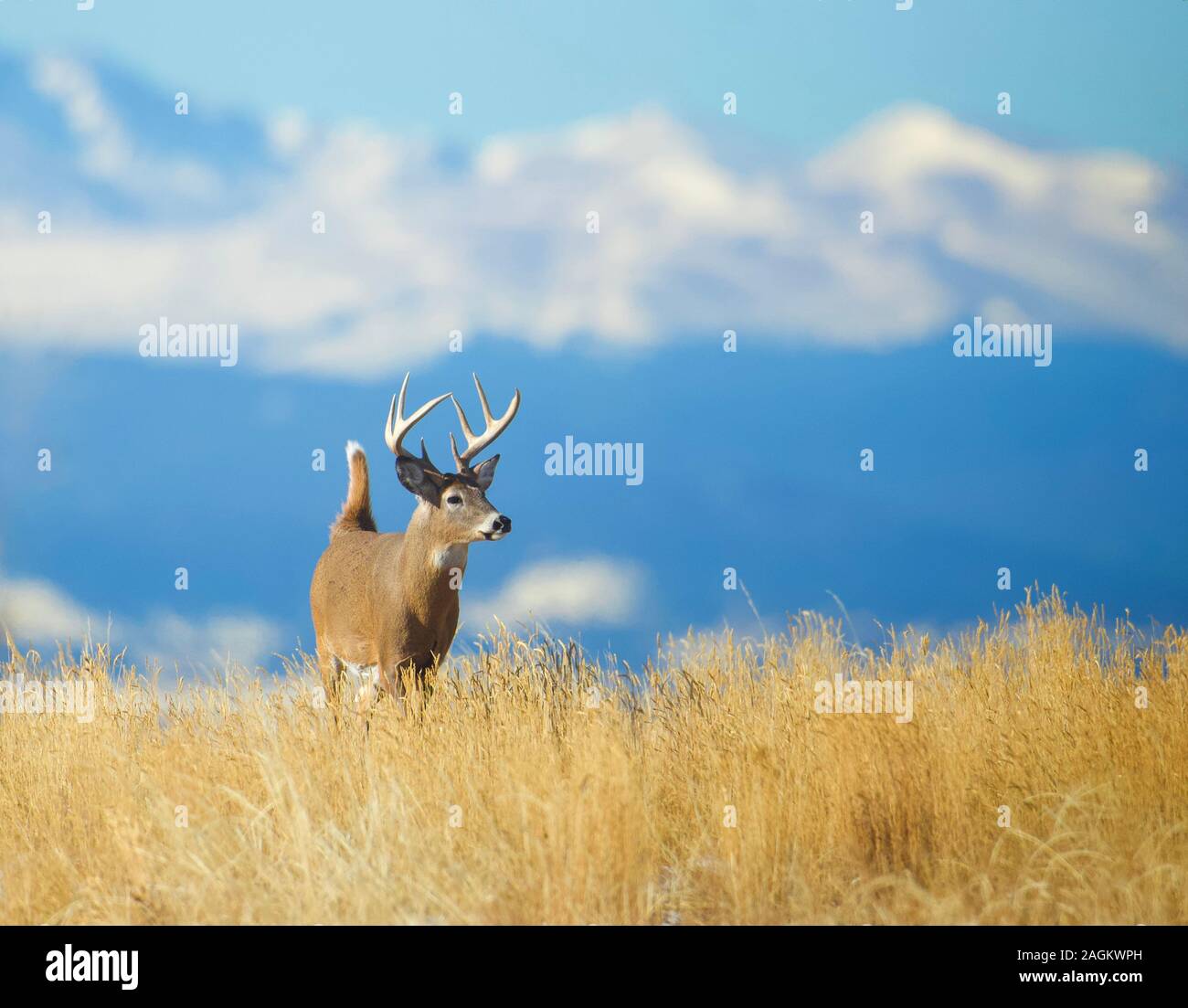 Culbianco Buck cervi ritratto ambientale con una naturale sullo sfondo di montagne innevate Foto Stock