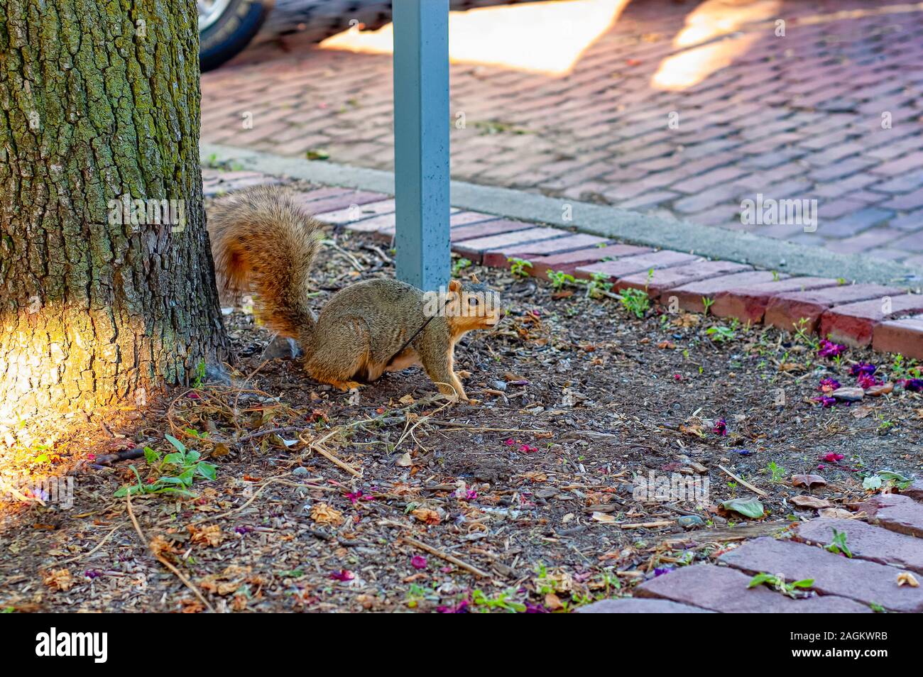 Un foraggio Fox Squirrel Sciurus niger-noto anche come la eastern Fox Squirrel o Bryant's Fox Squirrel in ambiente urbano. Foto Stock