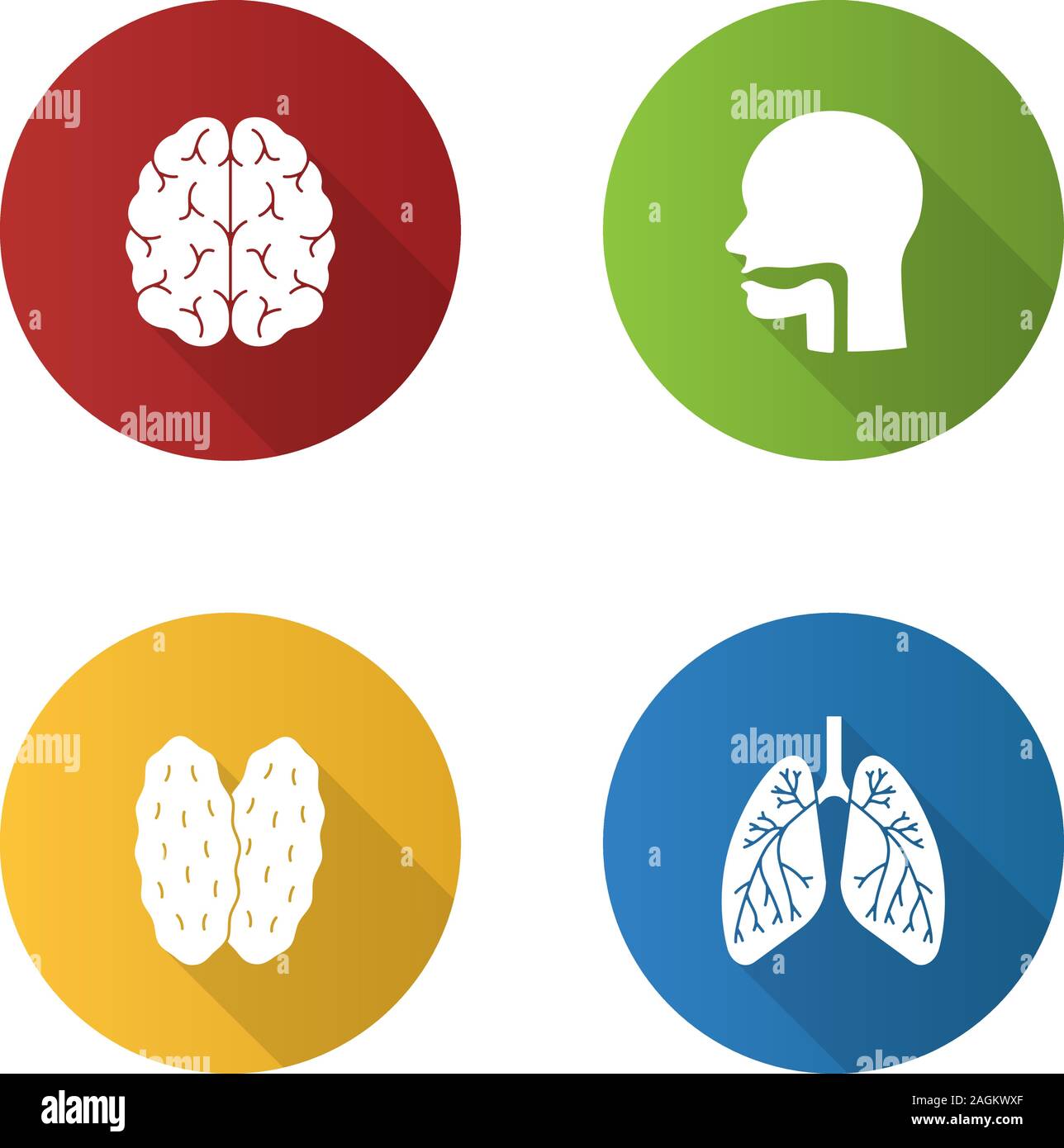 Organi interni design piatto lungo ombra glifo set di icone. Cervello, la cavità orale, timo, polmoni con dei bronchi e dei bronchioli. Vettore illustratio silhouette Illustrazione Vettoriale