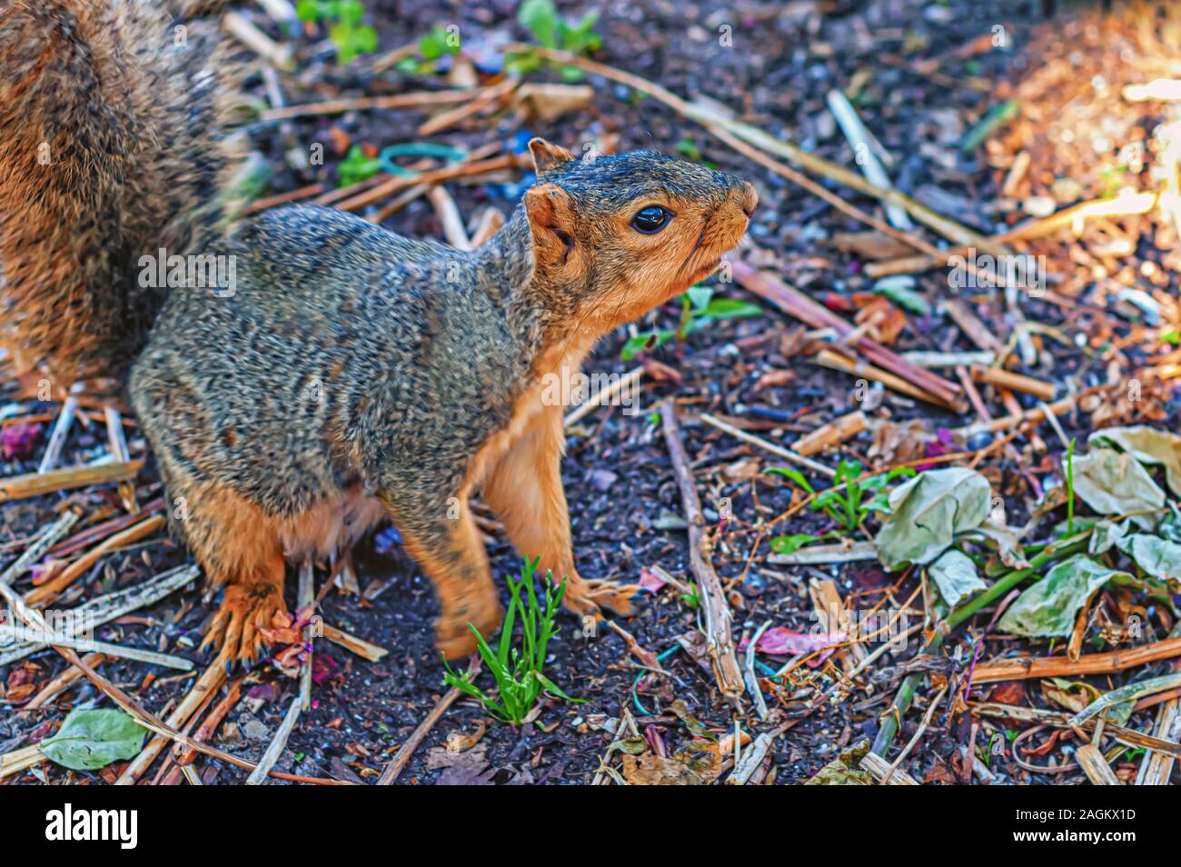 Un foraggio Fox Squirrel Sciurus niger-noto anche come la eastern Fox Squirrel o Bryant's Fox Squirrel in ambiente urbano. Foto Stock