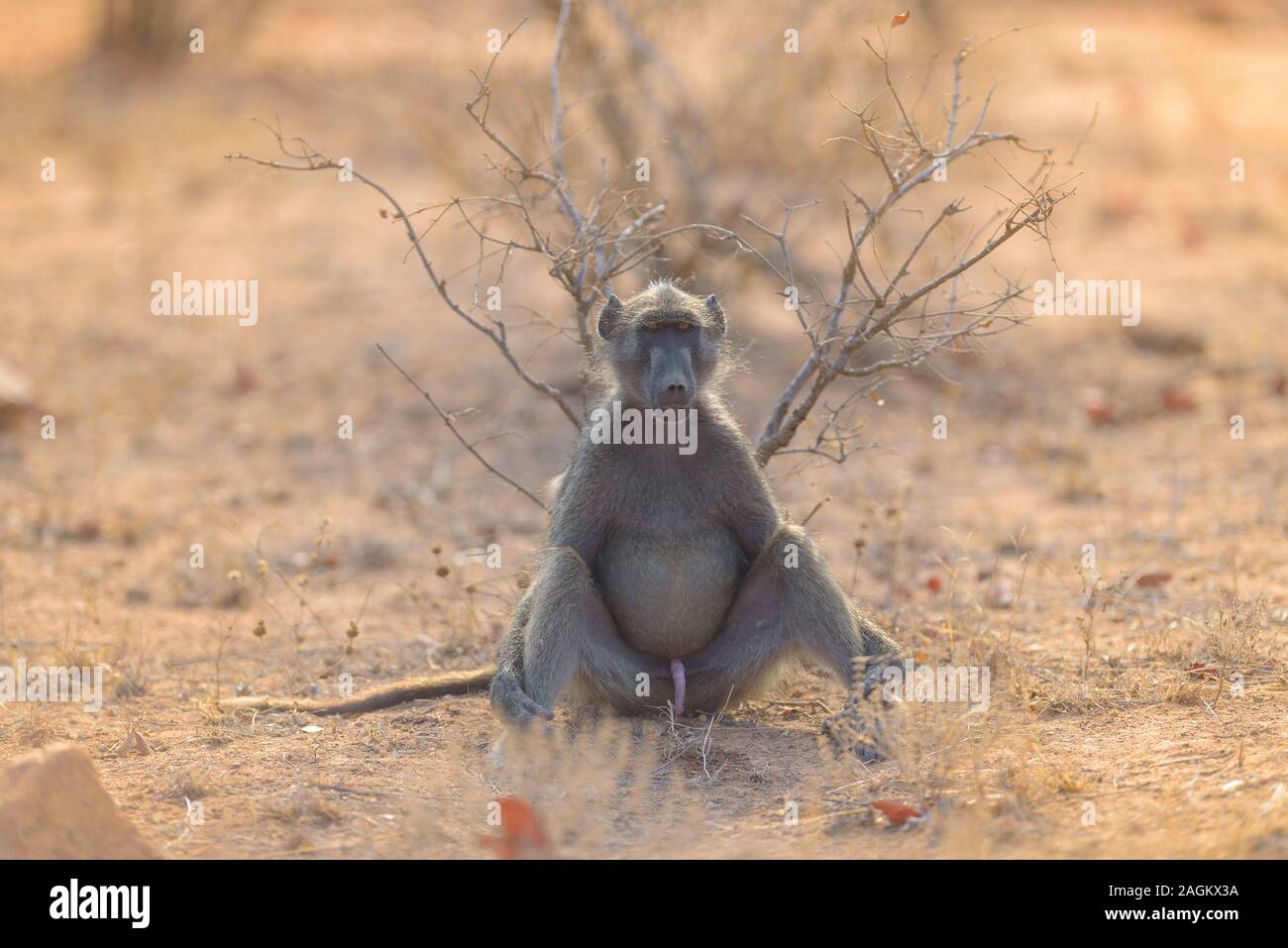 Fuoco selettivo di un babbuino seduto a terra con le sue gambe sparse Foto Stock
