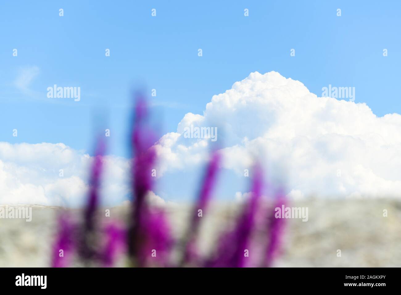 Fiori viola di fronte alla nuvola Foto Stock