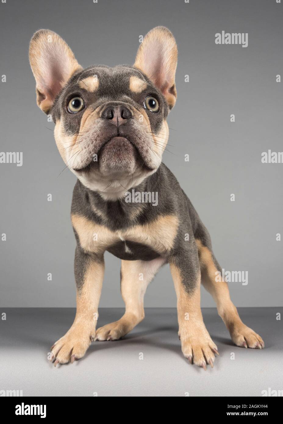 Bulldog francese Puppy, Regno Unito. Foto Stock