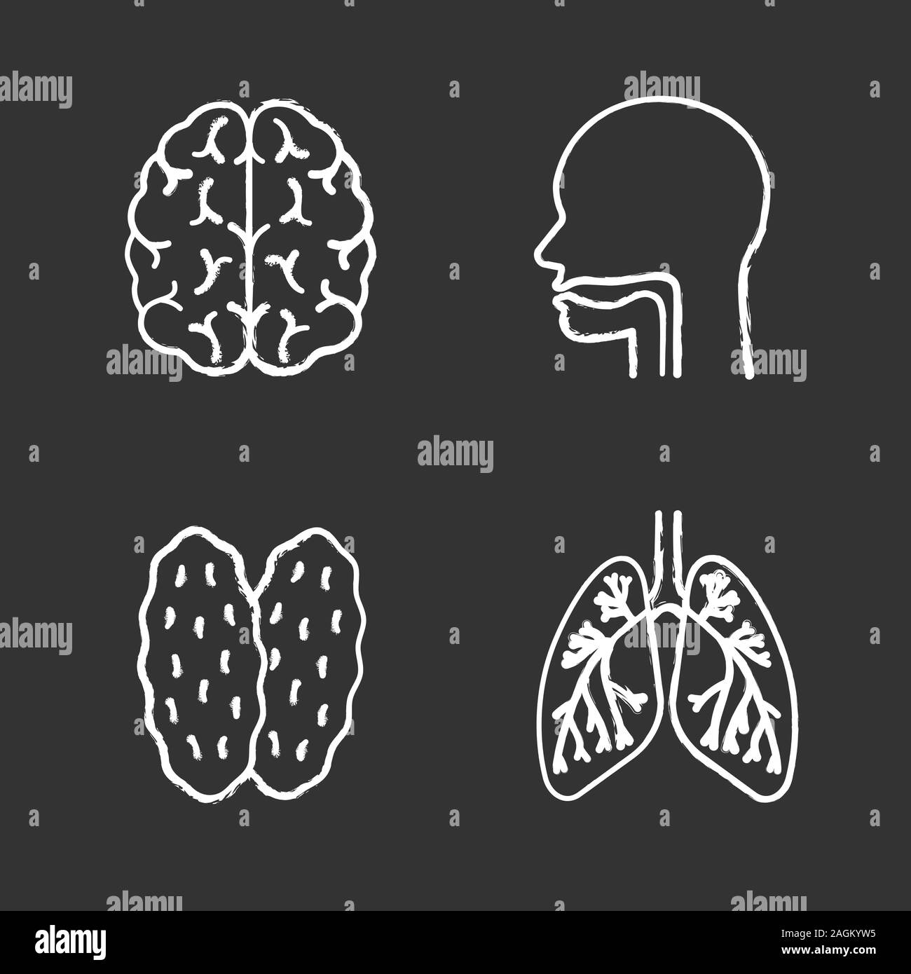 Gli organi interni di chalk set di icone. Cervello, la cavità orale, timo, polmoni con dei bronchi e dei bronchioli. Vettore isolato illustrazioni della lavagna Illustrazione Vettoriale
