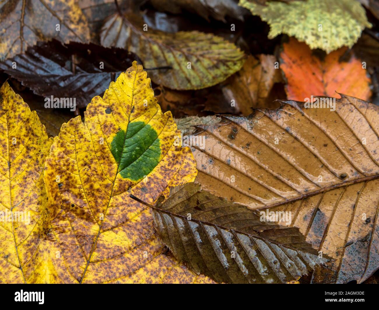 foglia d'autunno Foto Stock