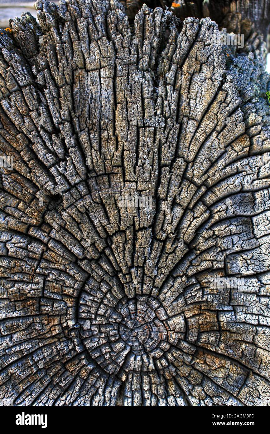 Pettern a grana di legno Foto Stock