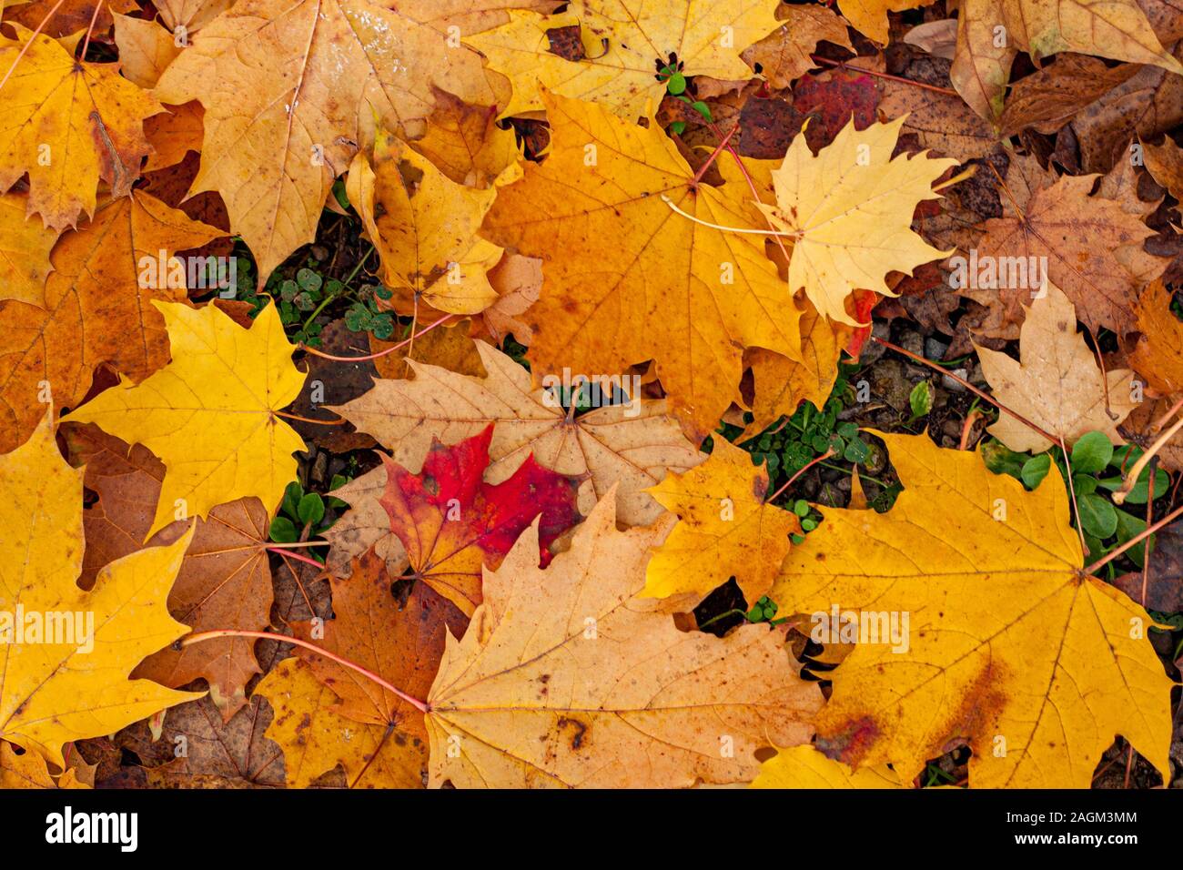 foglia giallo Foto Stock