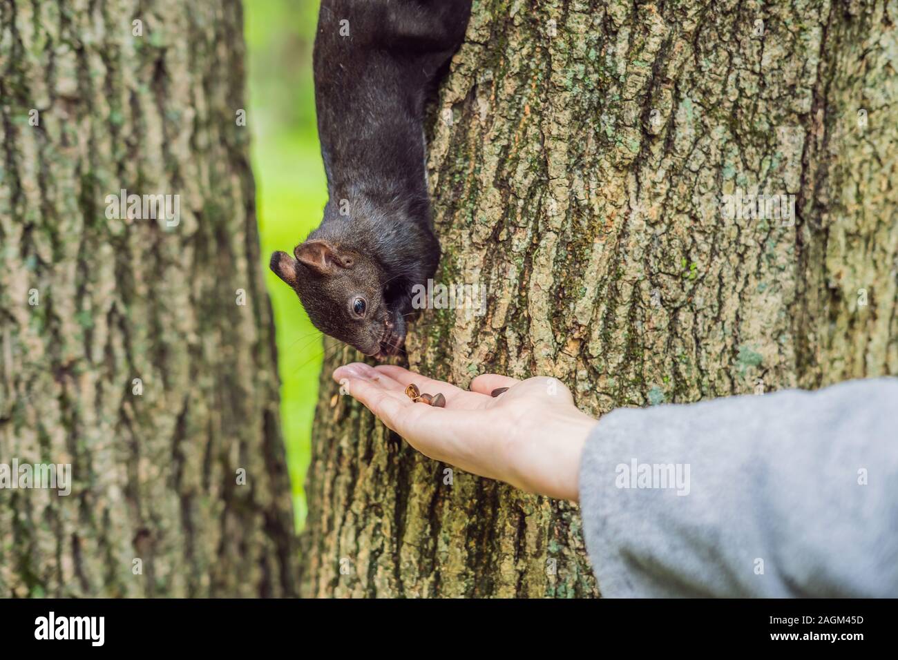Nutrire lo scoiattolo nel parco autunnale. Mano di un uomo con un dado. Lo scoiattolo è su un albero, mangia dalla palma, bel giorno d'autunno. Esterni, copia Foto Stock