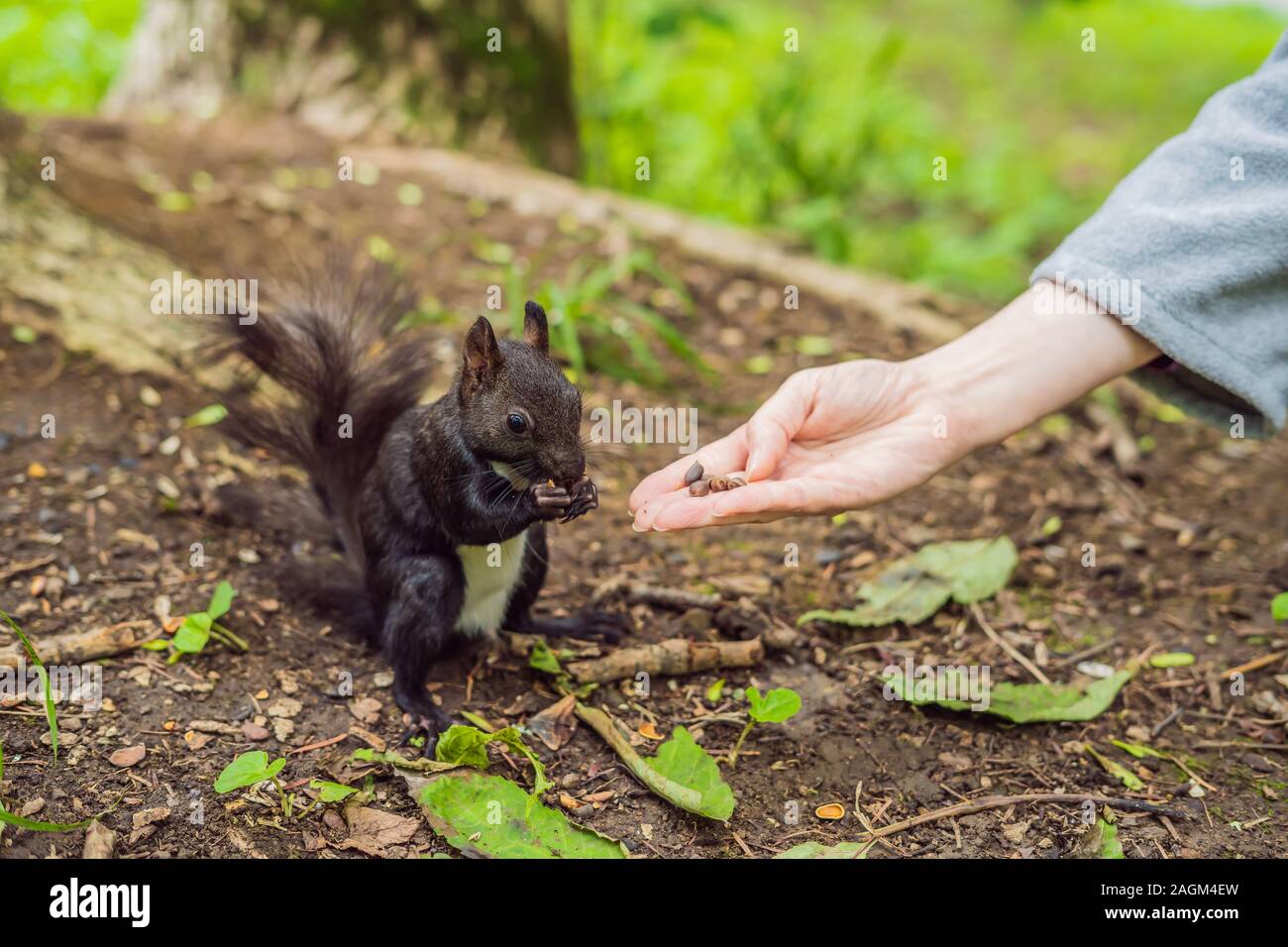 Nutrire lo scoiattolo nel parco autunnale. Mano di un uomo con un dado. Lo scoiattolo è su un albero, mangia dalla palma, bel giorno d'autunno. Esterni, copia Foto Stock