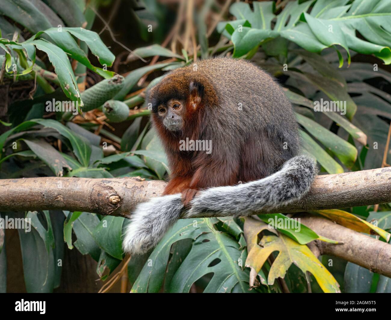 Coppery titi scimmia Callicebus cupreus Foto Stock