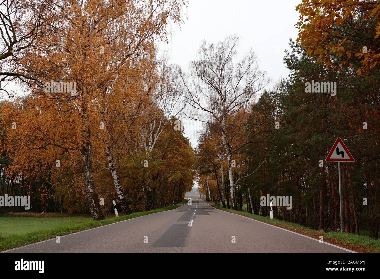 Una strada provinciale thourht la foresta con un doppio segno di curva Foto Stock