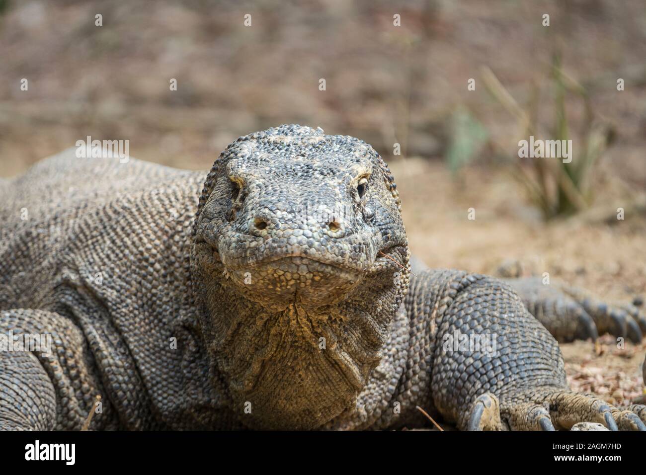 Drago di Komodo che è cieca da un occhio, Parco Nazionale di Komodo, Indonesia. Cieco occhio sinistro mostra sunken presa dell'occhio. Foto Stock