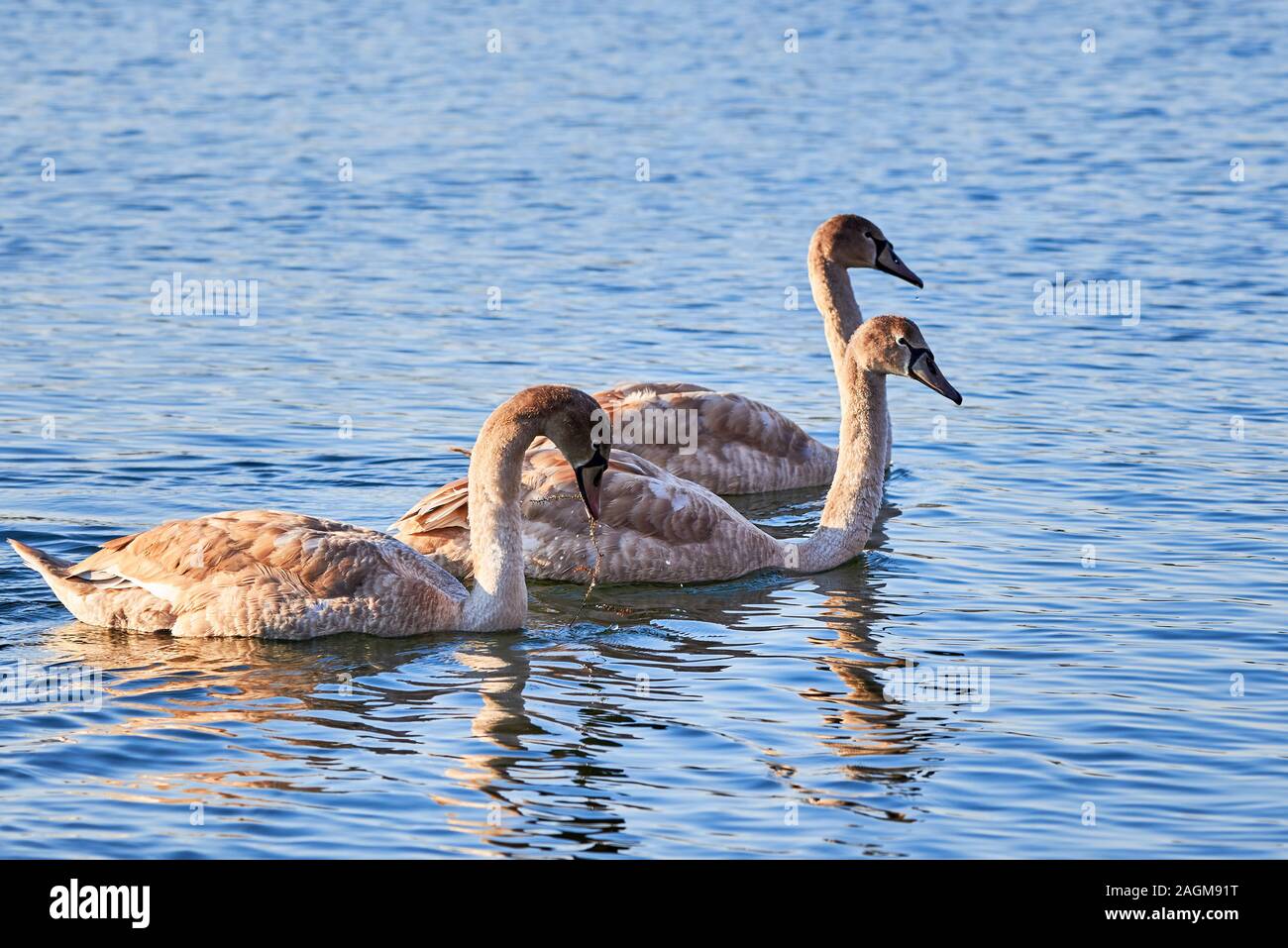 Tre Cigni Cygnets al mattino ( Cygnus olor ) Foto Stock