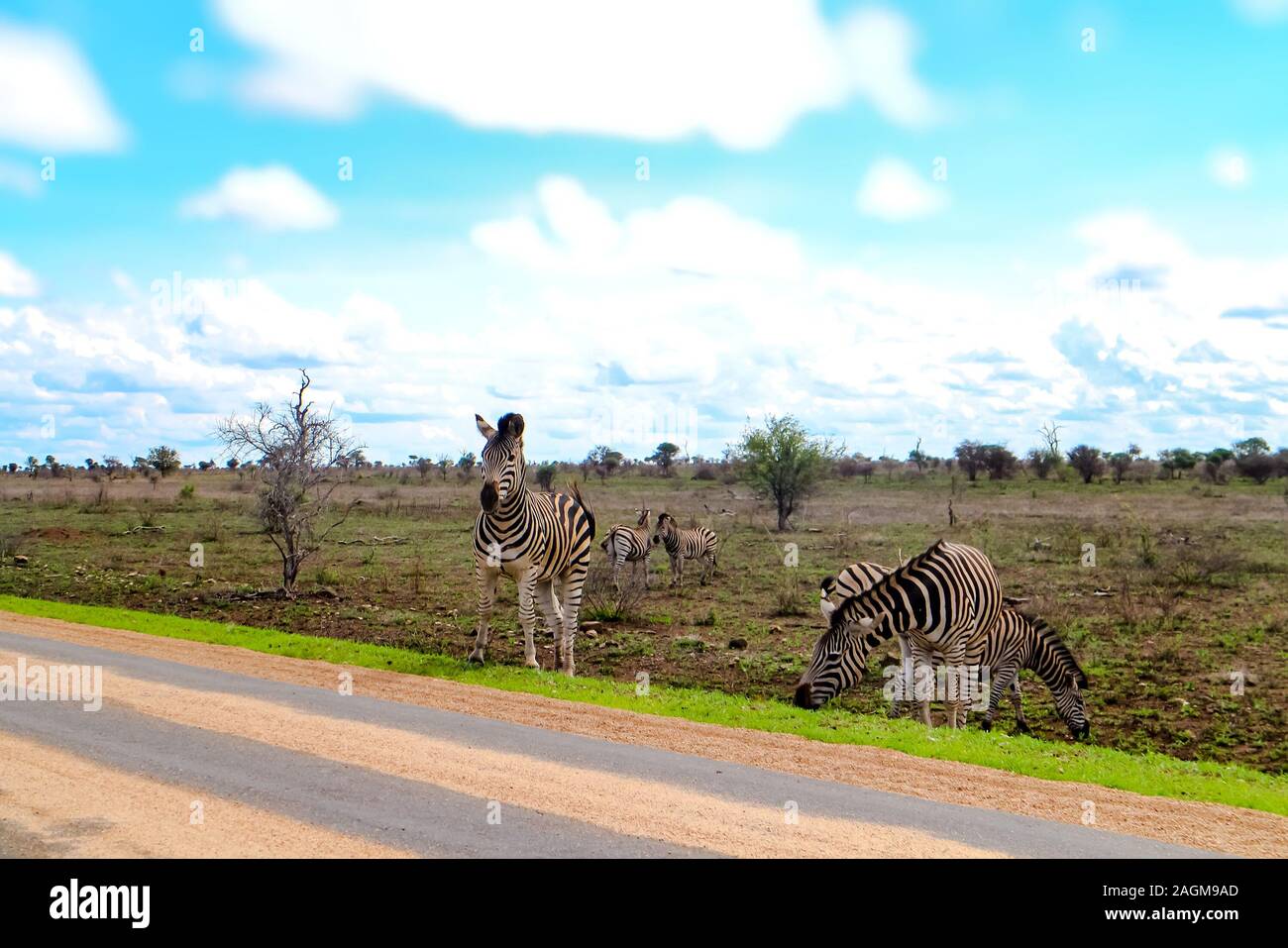 Una zebra da un allevamento di pascolo sta attraversando la strada durante un safari nel Parco Nazionale di Krüger, Lowveld Regione, Limpopo e Mpumalanga, Sud Africa. Foto Stock