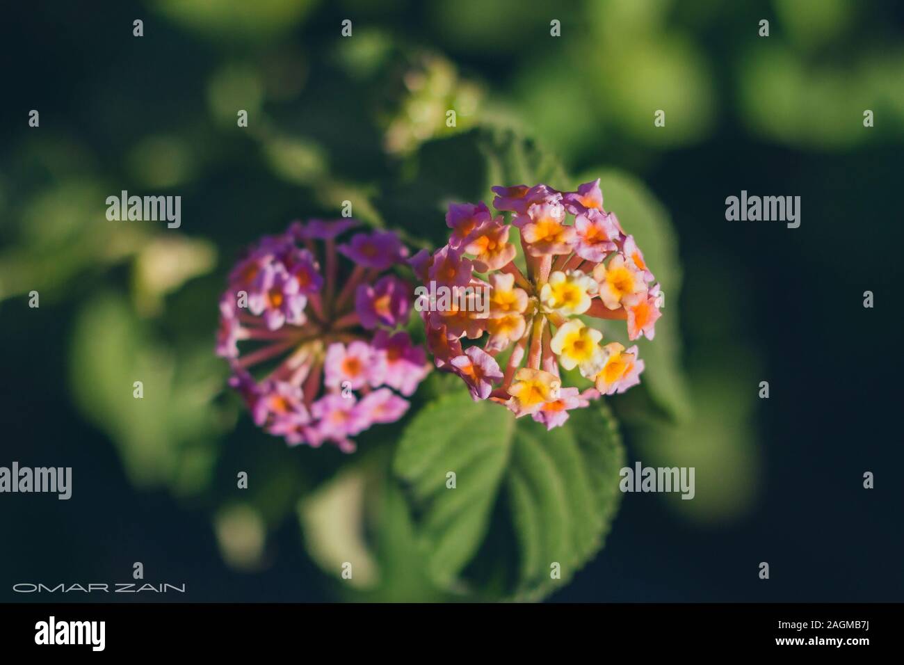 Fuoco selettivo di un fiore di lantana camara che cattura un raggio di sole Foto Stock