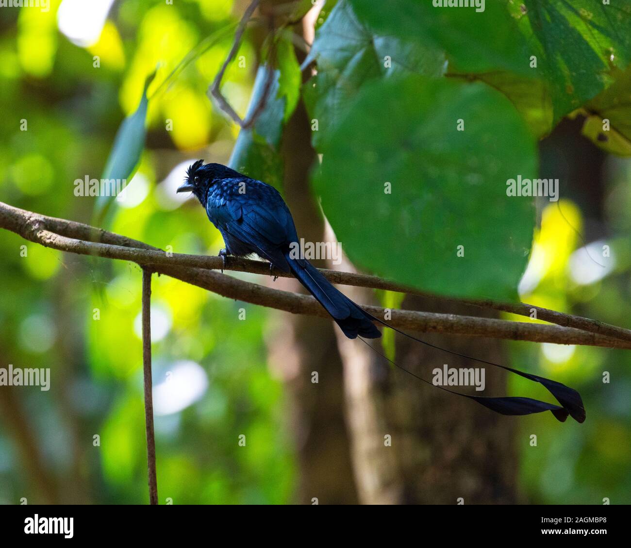 La racchetta maggiore-tailed drongo (Dicrurus paradiseus) è di medie dimensioni con uccello asiatica che è distintivo in avente esterna allungata piume di coda con Foto Stock