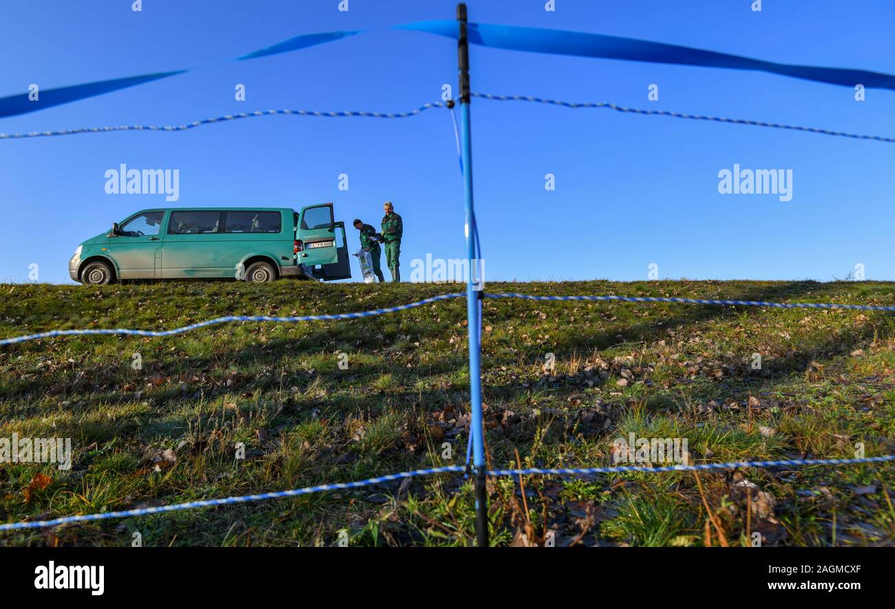 Il 20 dicembre 2019, Brandeburgo, Guben: i dipendenti della Landesbetrieb Forst Brandenburg hanno eretto una griglia di protezione contro la peste suina africana nei pressi del confine fiume Neisse. Il rischio di introduzione della peste suina africana (ASF) infettati da suini selvatici dalla Polonia occidentale in Germania è in aumento. Stato di Brandeburgo, in stretto coordinamento con i distretti amministrativi, sarà pertanto utilizzando mobile la tutela della fauna selvatica recinzioni lungo il Neisse e fiumi Oder da questa settimana in poi, a seconda della situazione di rischio, per scongiurare la introduzione di ASP da animali infetti. Foto: Pat Foto Stock