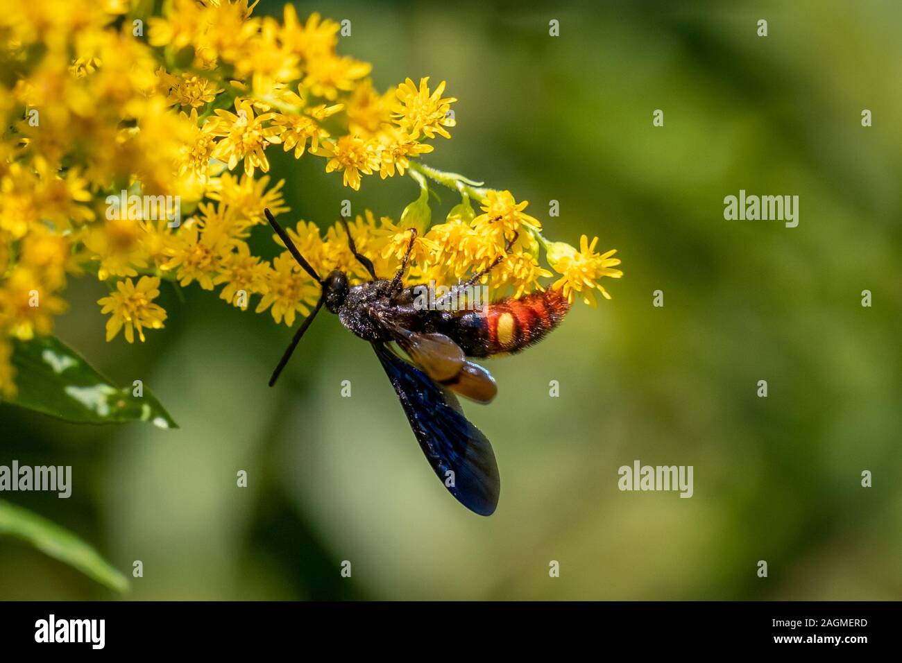 Un Blu-winged Scoliid Wasp, o Blu-winged wasp, occupato impollinare l'oro a Yates mulino Parcheggio contea in Raleigh, North Carolina. Foto Stock