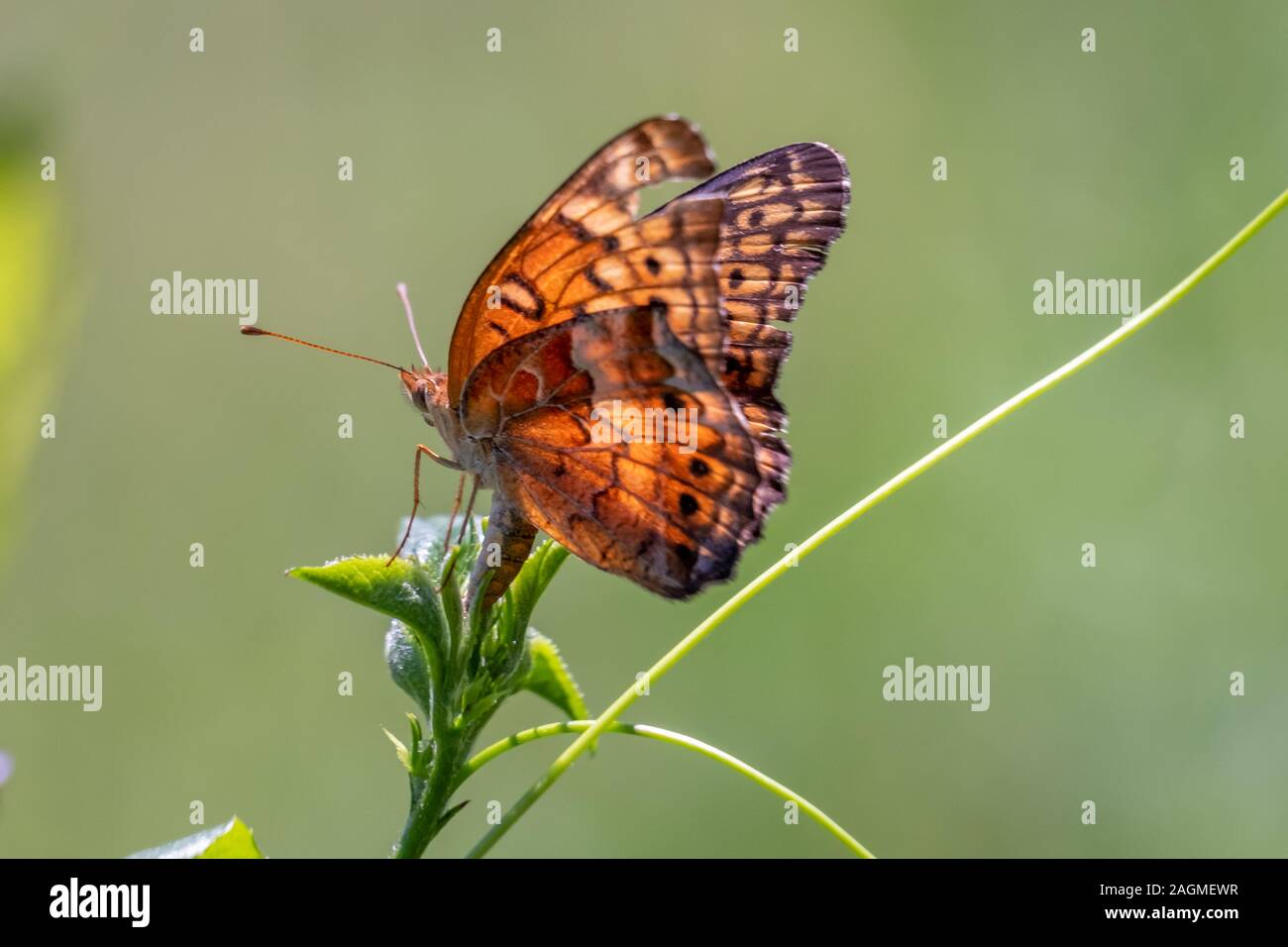 Una femmina variegata di butterfly depone le uova in punta di una pianta, assicurando la continuazione della sua specie a Yates mulino Parcheggio contea in Raleigh, NC. Foto Stock