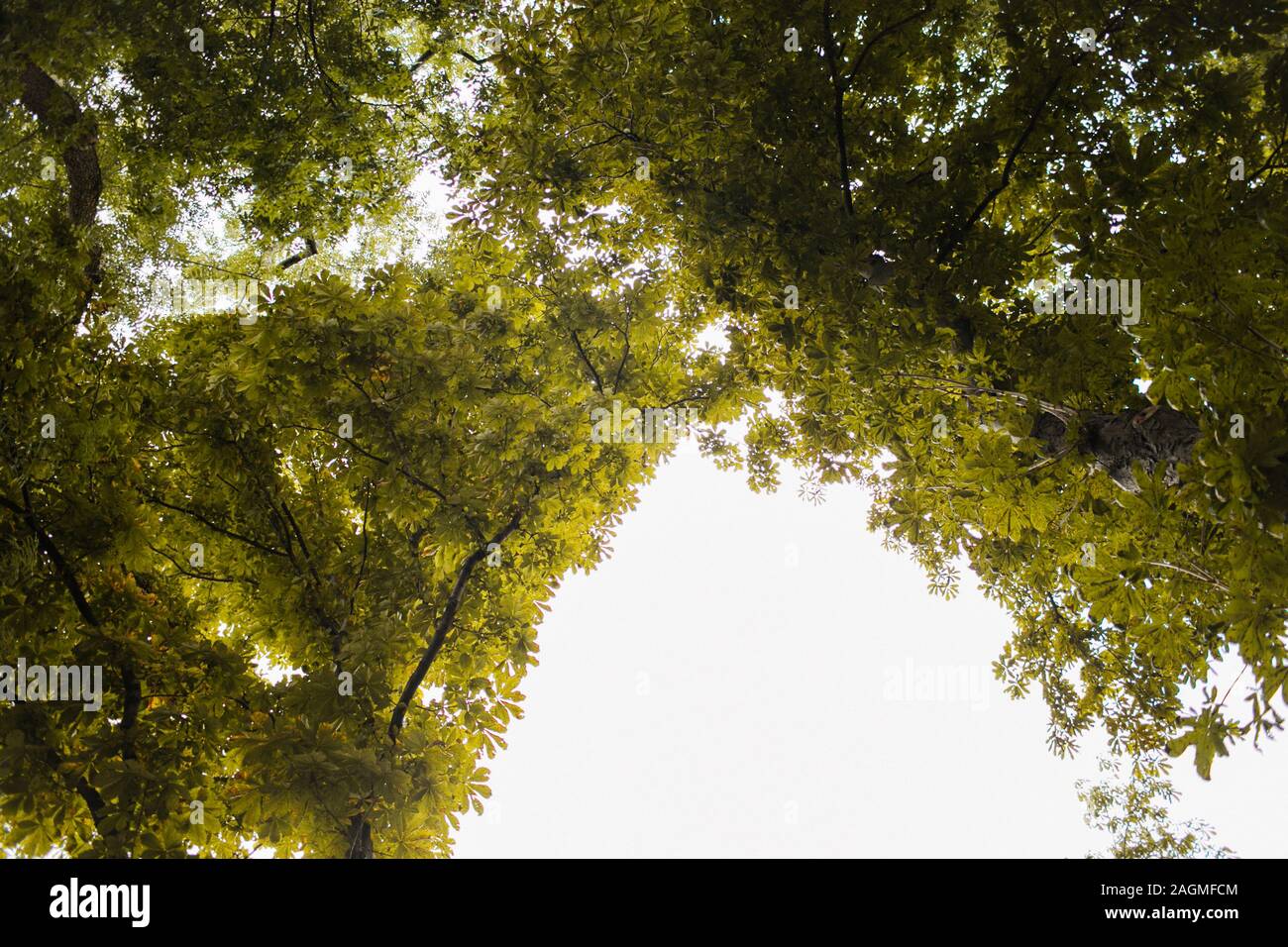 Parte superiore degli alberi con il cielo visto da sotto. Foto Stock