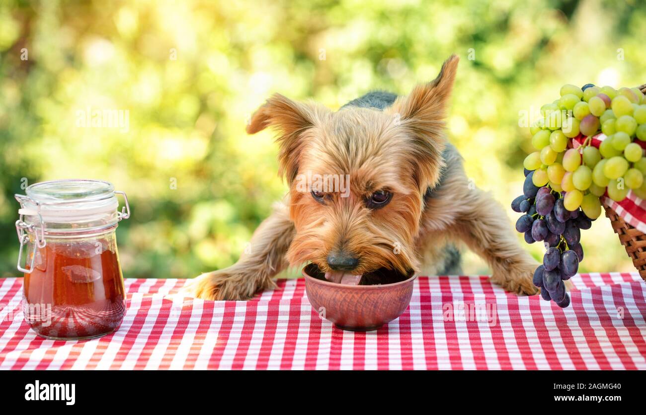 Il cane mangia il cibo da una ciotola su una tabella con un rosso tovaglia a scacchi. Nelle vicinanze si trova un vasetto di marmellata e una cesta da picnic con uve. Giornata di sole. Fumetto pic Foto Stock