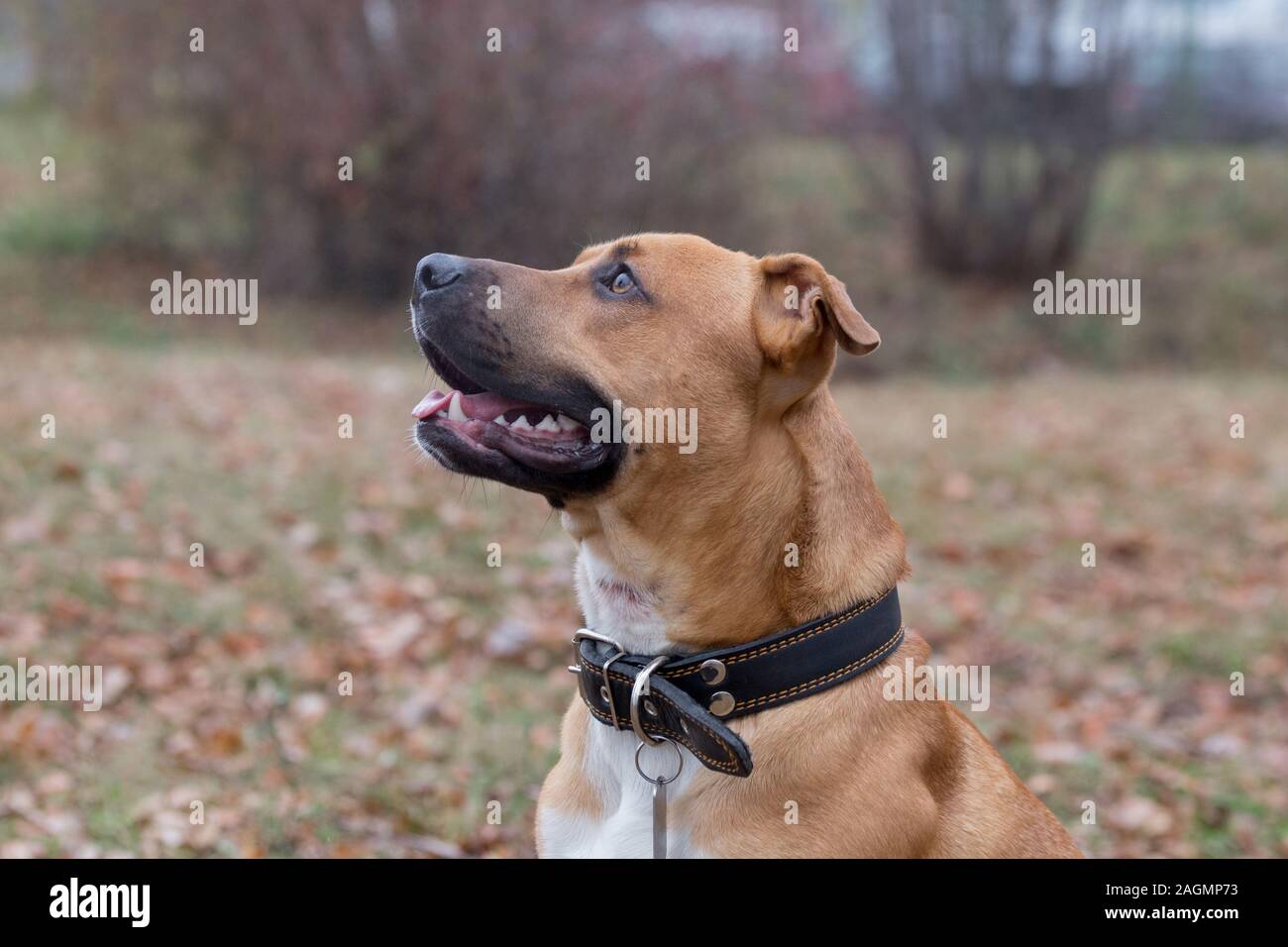 Ritratto di american pit bull terrier cucciolo nell'autunno del parco. Gli animali da compagnia. Cane di razza. Foto Stock