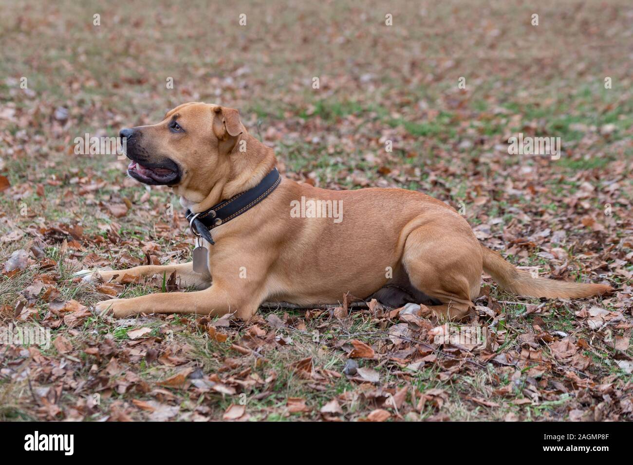 Carino l'american pit bull terrier cucciolo è giacente su lamine arancioni in autunno park. Gli animali da compagnia. Cane di razza. Foto Stock