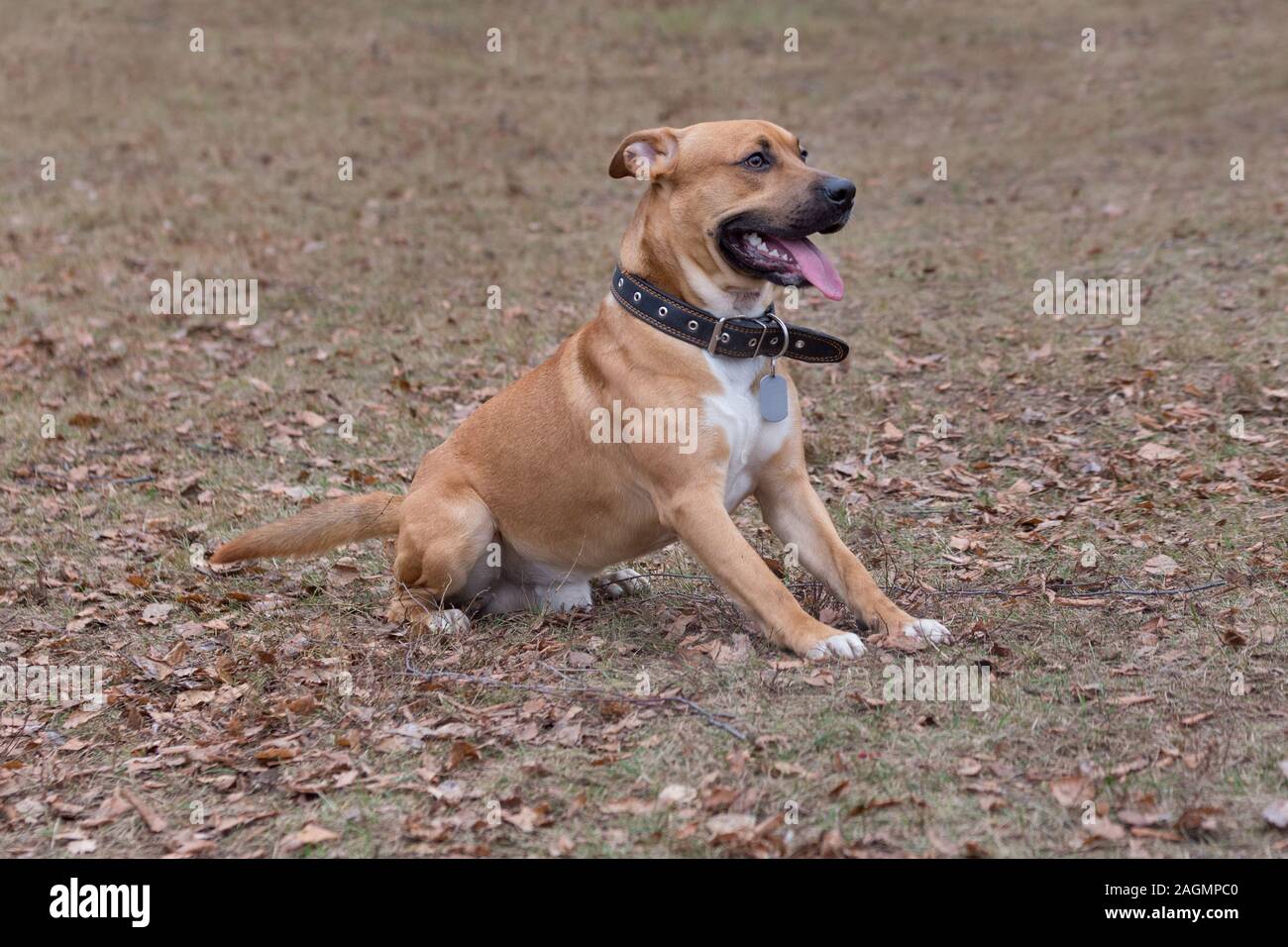 Carino l'american pit bull terrier cucciolo è seduto su foglie di colore arancione in autunno park. Gli animali da compagnia. Cane di razza. Foto Stock