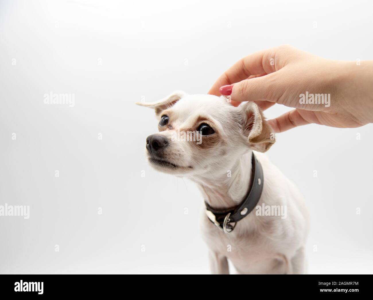 Una femmina di mano corse delicatamente la testa di un piccolo cane bianco Foto Stock
