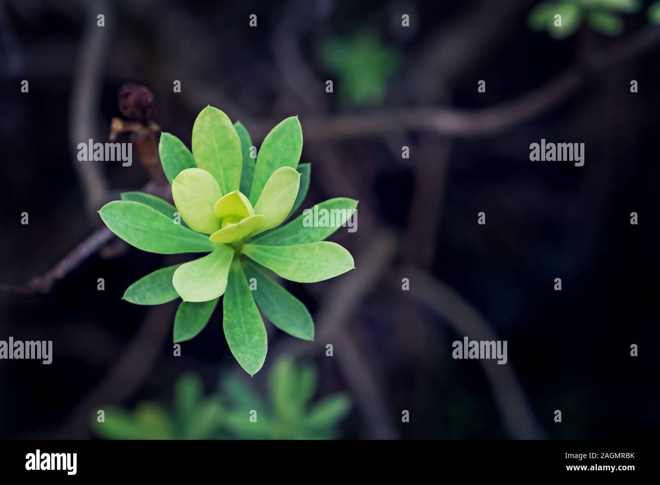 In prossimità delle piante succulente, il fuoco selettivo, tonificante Foto Stock