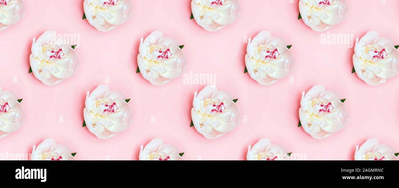Creative modello geometrico con il bianco peonia fiori su sfondo rosa Foto Stock
