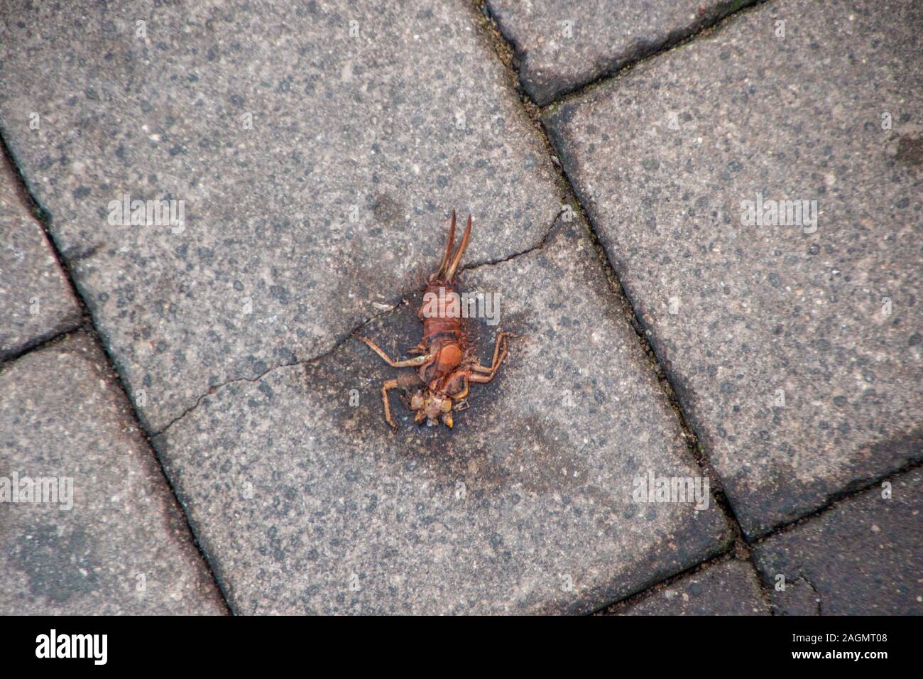 Una schiacciata scorpion sulla strada. Foto Stock