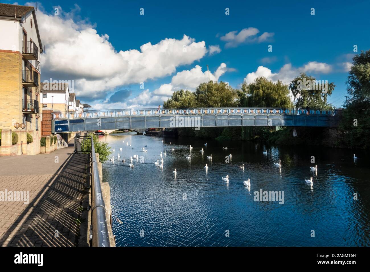 Il fiume Nene nel centro di Peterborough, Cambridgeshire, Inghilterra, in un giorno di settembre soleggiato con numerosi cigni in acqua Foto Stock